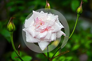 Beautiful garden roses and buds after rain. Water droplet on the flower. Closeup of a white rose and water droplet of dew