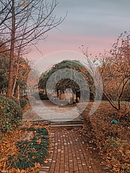 beautiful garden with rosy clouds of dawn