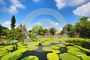 Beautiful garden scenery with lotus flower,santa cruz waterlily flowers and leaves