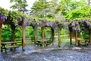 Beautiful Garden scenery with Purple Wisteria flowersBean Tree,Purple Vine shed and pathway