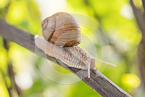 Beautiful garden snail crawling up the branch