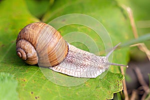 Beautiful garden snail crawling up the branch