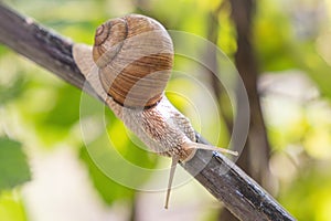 Beautiful garden snail crawling up the branch