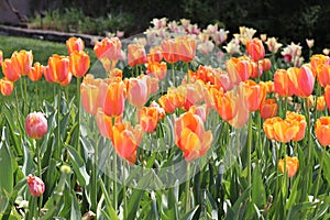 Beautiful Garden of Spring Tulip Blooms