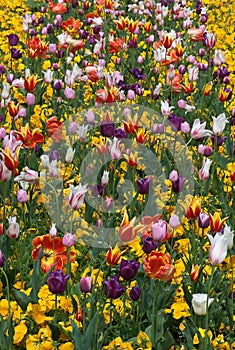 Beautiful garden with tulips