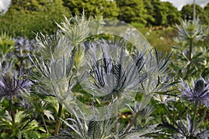 Beautiful garden view with a bed of Sea Holly in the foreground