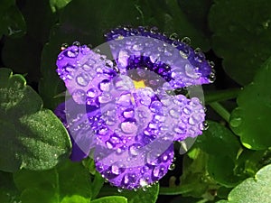 Beautiful Garden Viola in Full Bloom