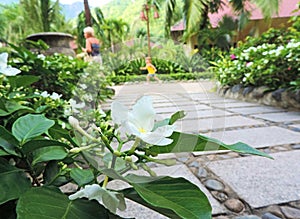 A beautiful garden of white flowers, stony paths in the background, the child runs