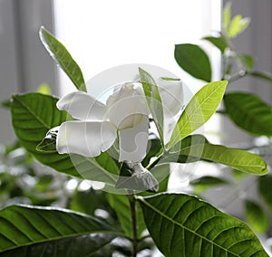 Beautiful Gardenia jasminoides flower photo