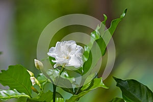 Beautiful Gardenia jasminoides flower photo