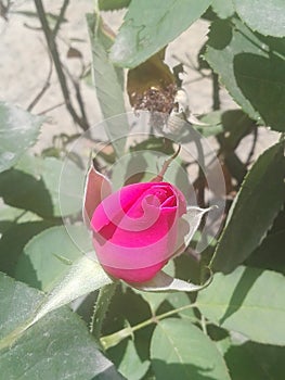 Beautiful  Gardner Rose