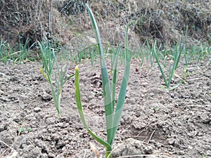 Beautiful garlic field.