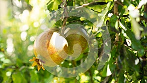 Beautiful garnet on the tree branch in soft sun light behind. Unripe juicy pomegranate. Background and wallpaper