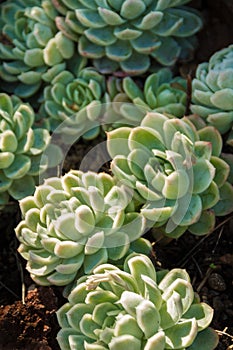 Beautiful gathering of multiple Sedum Stonecrop plants