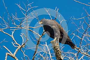 Beautiful Gaviao Preto or Great Black Hawk