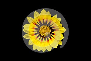 Beautiful gazania flower (Gazania rigens) of bright yellow color
