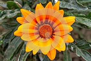 Beautiful Gazania linearis flower photo