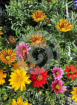 Beautiful gazania in various colours