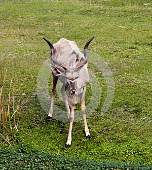 Beautiful Gazelle with large horns