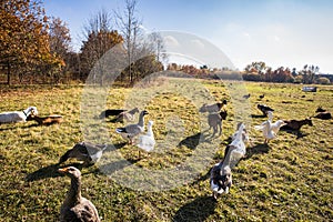 Beautiful geese  enjoying a morning walk on a farm