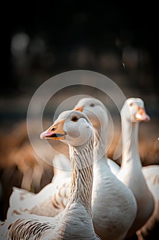 Beautiful geese grazing in a pen with ample space for text, vertical composition photo