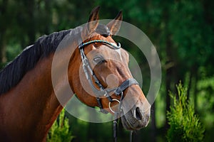 Beautiful gelding horse in bridle on forest background in summer