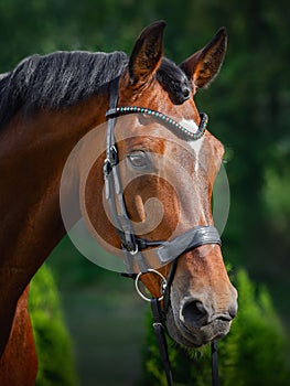 Beautiful gelding horse in bridle on forest background in summer