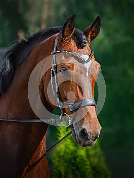 Beautiful gelding horse in bridle on forest background in summer