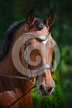 Beautiful gelding horse in bridle on forest background in summer