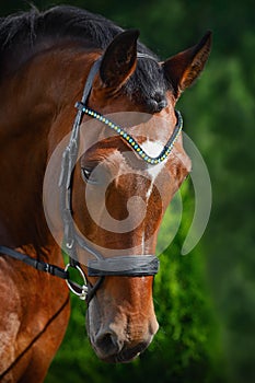 Beautiful gelding horse in bridle on forest background in summer