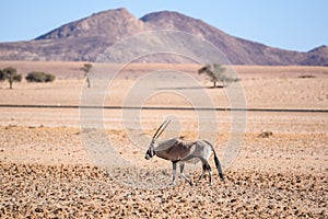 Beautiful Gemsbok, also called Oryx antelope, standing in the Namib Desert in Namibia
