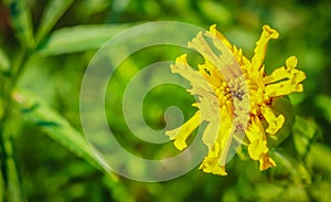 Beautiful Genda Ful Marigold Flower
