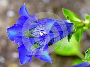 Beautiful Gentiana Clusii flower close up photo