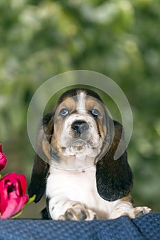 Beautiful and gentle Basset hound puppy with sad eyes sitting in