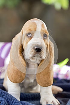 Beautiful and gentle Basset hound puppy with sad eyes and very l