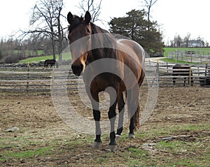 Beautiful, gentle, bay Quarterhorse mare named Jae