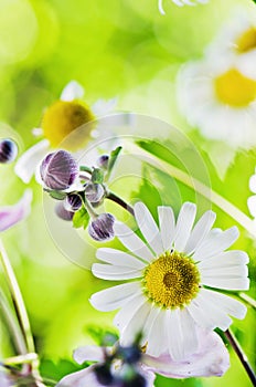 Beautiful gentle Chamomile, close-up