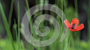 Beautiful, gentle, field poppy.Red poppy on a green background.Lonely poppy. Lonely and unrepeatable.