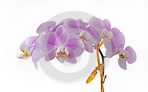 Beautiful gentle orchid flowers isolated on a white baground.