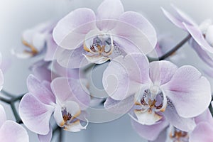 Beautiful gentle orchid flowers are taken in soft light.