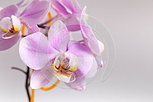 Beautiful gentle orchid flowers are taken in soft light.