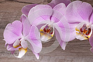 Beautiful gentle orchid flowers are taken in soft light.