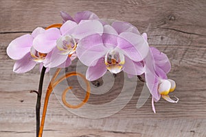 Beautiful gentle orchid flowers on a wooden background.