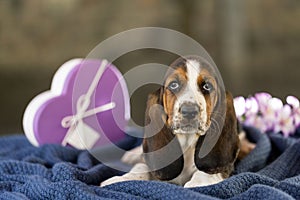 Beautiful and gentle puppy, Basset hound with sad eyes sitting o