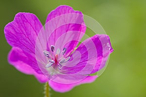 Beautiful geranium