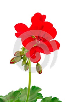 Beautiful geranium flower
