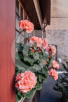 Beautiful Geranium flower on windowsill in old Chexbres village, Lavaux, Switzerland