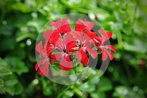 Beautiful geranium flowers