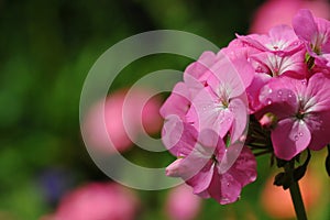 Beautiful geranium flowers