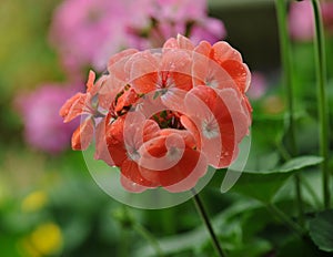 Beautiful geranium flowers